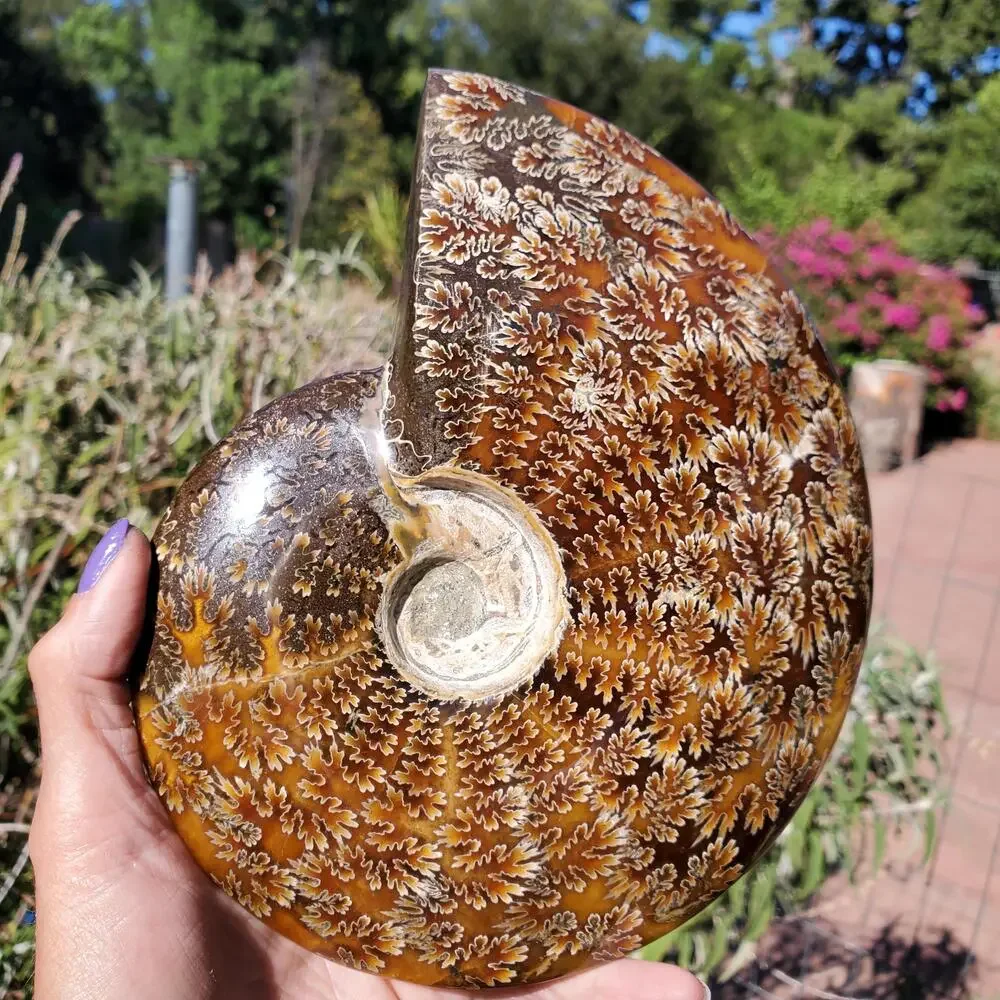 Large Cleoniceras Ammonite Masterfully Polished Fossil 1070 grams